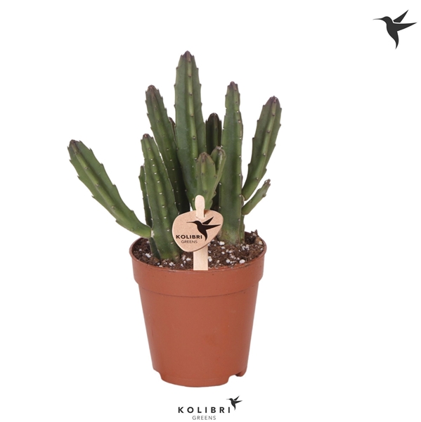 Stapelia Leenderziae