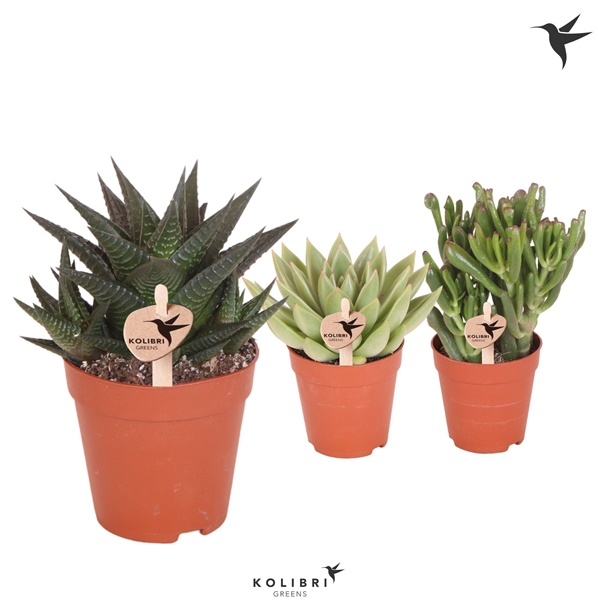 Succulenten Mix
