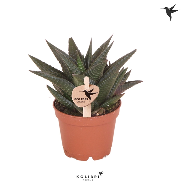 Haworthia Limifolia