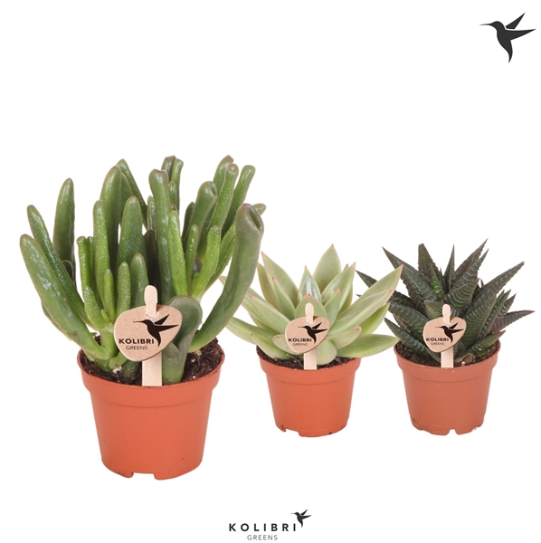 Succulent Mix