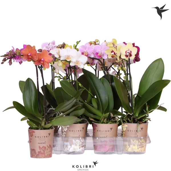 Phalaenopsis Multiflora 1-t Mixtray