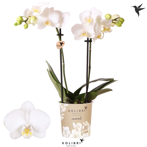 Phalaenopsis 2-t Alaska