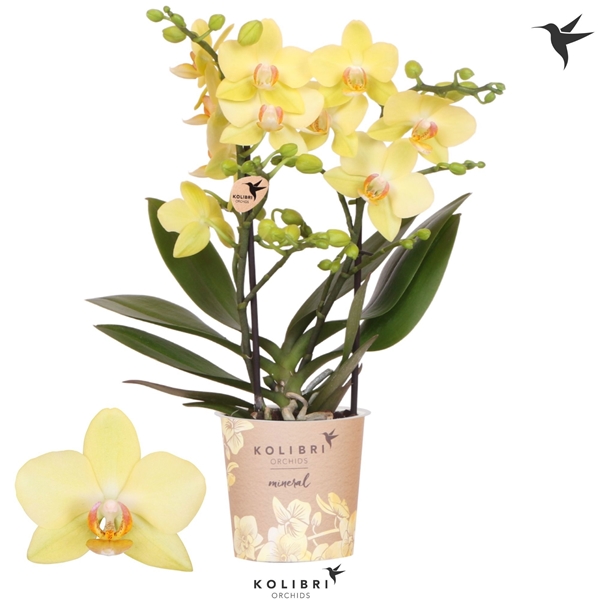Phalaenopsis Multiflora 2-t Albenga