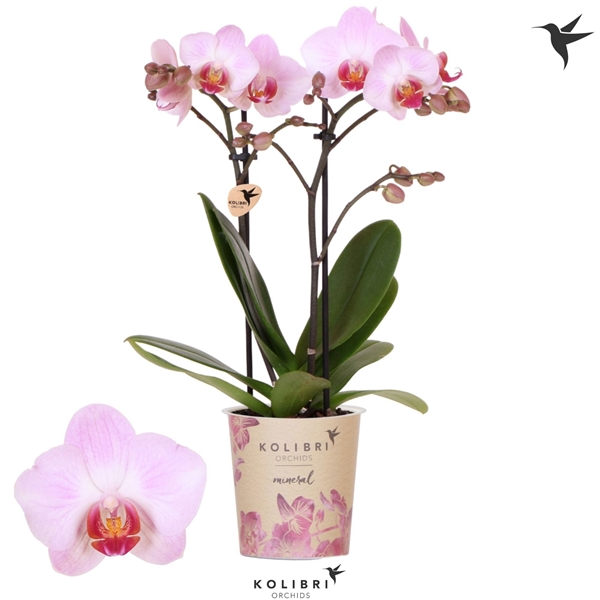 Phalaenopsis Multiflora 2-t Antwerp