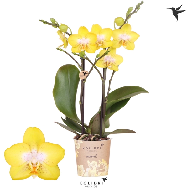 Phalaenopsis Multiflora 2-t Arezzo