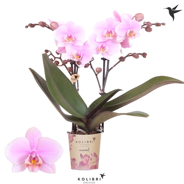 Phalaenopsis Multiflora 2-t Argentinia
