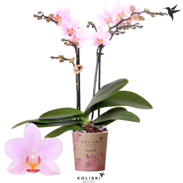 Phalaenopsis Multiflora 2-t Armenia