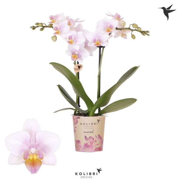 Phalaenopsis Multiflora 2-t Austria