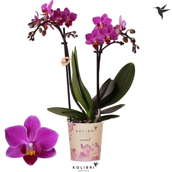 Phalaenopsis Multiflora 2-t Basel