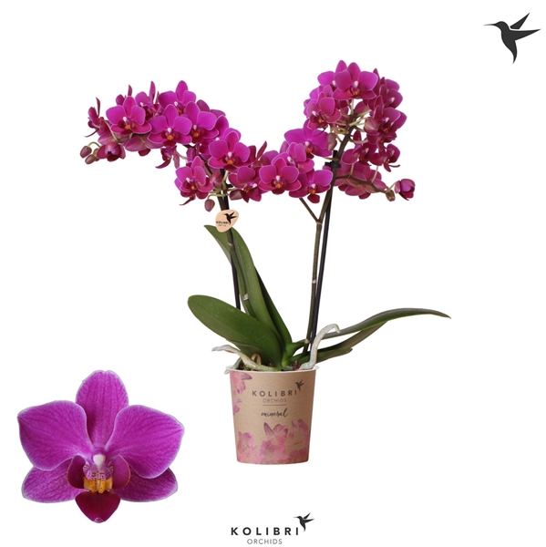 Phalaenopsis Multiflora 2-t Belgium