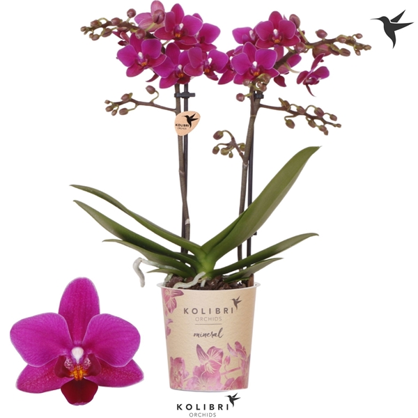 Phalaenopsis Multiflora 2-t Belgium