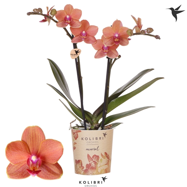 Phalaenopsis Multiflora 2-t Bolzano