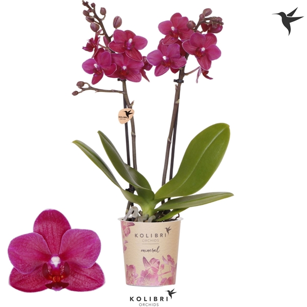 Phalaenopsis Multiflora 2-t Brasil