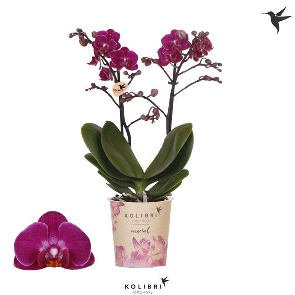 Phalaenopsis Champeche 2-t