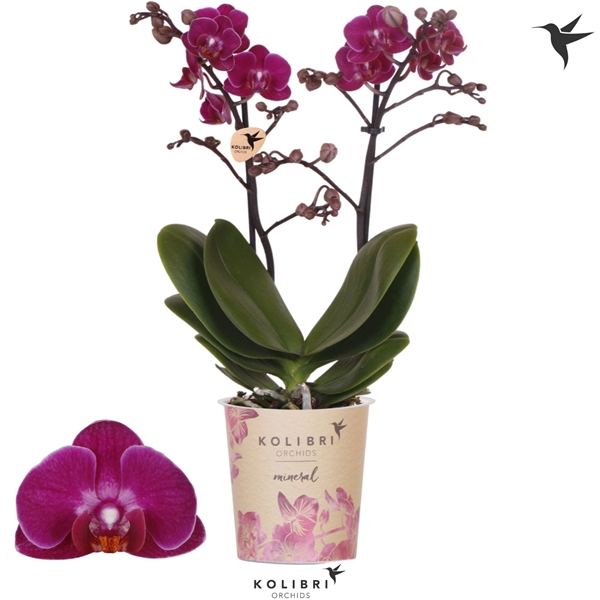 Phalaenopsis Champeche 2-t