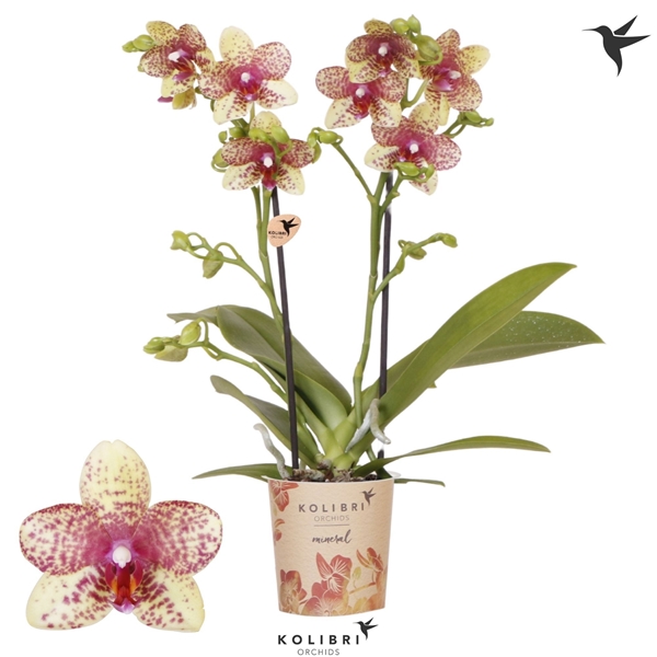 Phalaenopsis Multiflora 2-t Canada