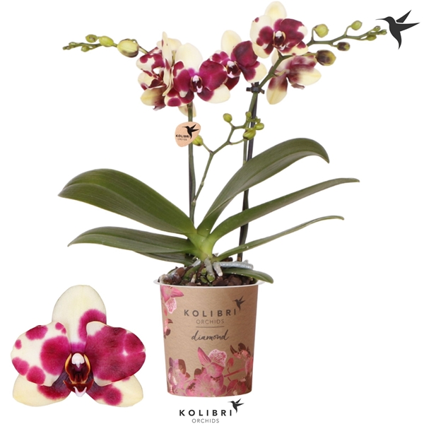 Phalaenopsis Multiflora 2-t Daimon Catania