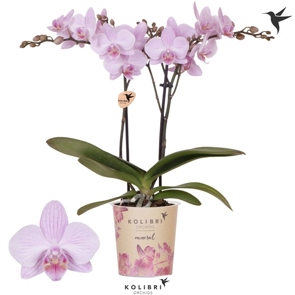 Phalaenopsis Mineral Chambery 2-t