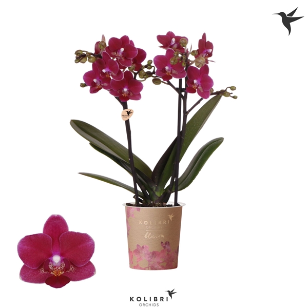 Phalaenopsis Blossom Chamonix 2-t