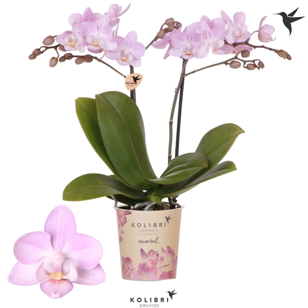Phalaenopsis Multiflora 2-t Chili