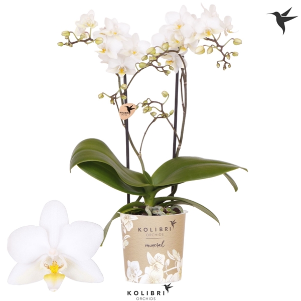 Phalaenopsis Multiflora 2-t Cuba