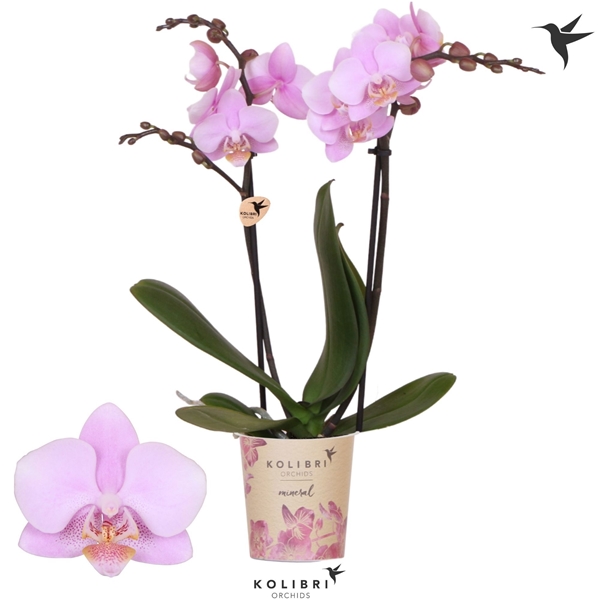 Phalaenopsis Multiflora 2-t Ecuador
