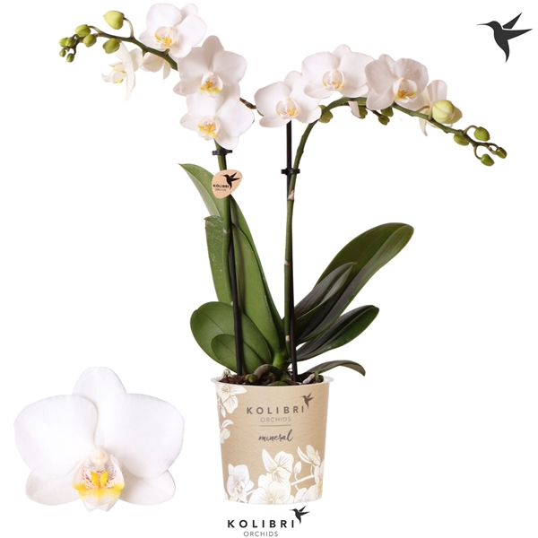 Phalaenopsis Multiflora  2-t Finland