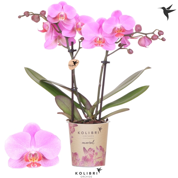 Phalaenopsis Multiflora 2-t Frederikstad