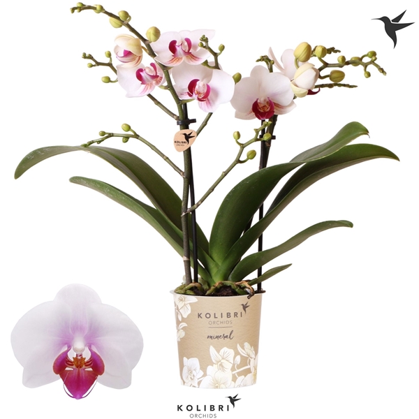 Phalaenopsis Multiflora 2-t Gibraltar