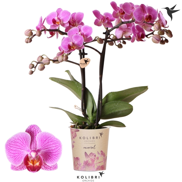 Phalaenopsis Multiflora 2-t Hamburg