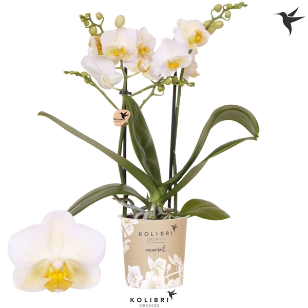Phalaenopsis Multiflora 2-t Hawaii