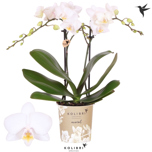 Phalaenopsis Multiflora 2-t Iceland
