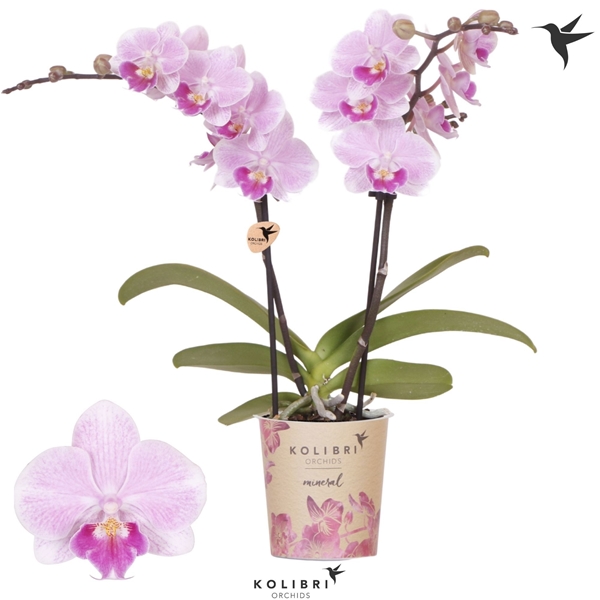 Phalaenopsis 2-t Jewel Italy