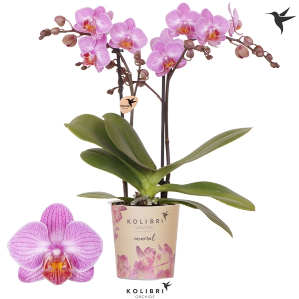 Phalaenopsis Multiflora 2-t Jade