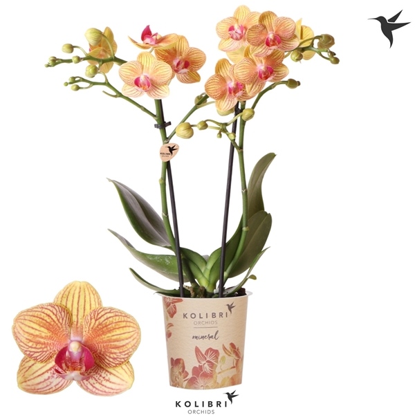 Phalaenopsis Multiflora 2-t Jamaica