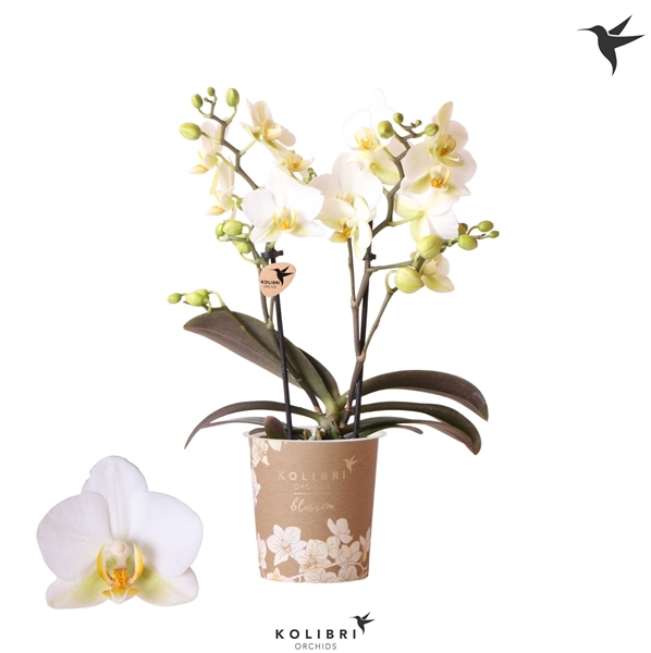 Phalaenopsis Multiflora 2-t Lausanne