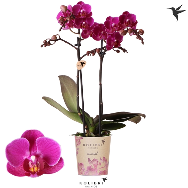Phalaenopsis Multiflora 2-t Merida