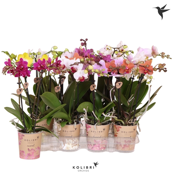 Phalaenopsis Multiflora 2-t Mixtray