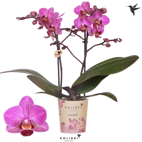 Phalaenopsis Multiflora 2-t Moldavië