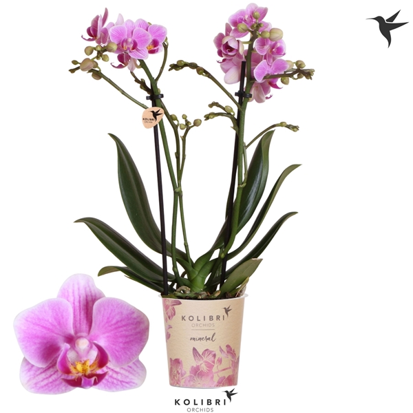 Phalaenopsis Multiflora 2-t Montenegro