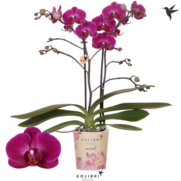 Phalaenopsis Multiflora 2-t Morelia