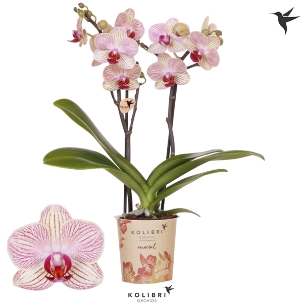 Phalaenopsis Multiflora 2-t Nepal