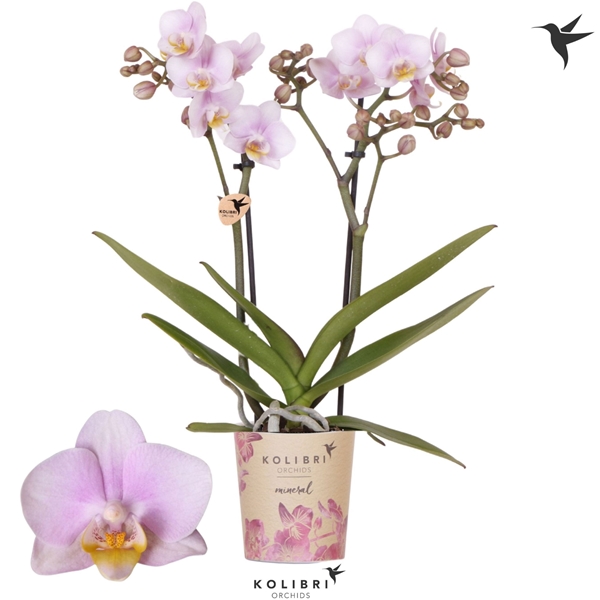 Phalaenopsis Multiflora 2-t Netherlands