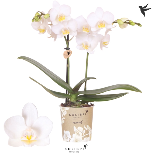 Phalaenopsis Multiflora 2-t Norway