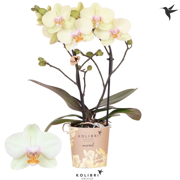 Phalaenopsis Mineral Positano 2-t