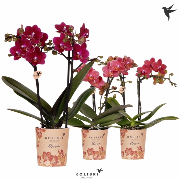 Phalaenopsis Multiflora 2-t Rot