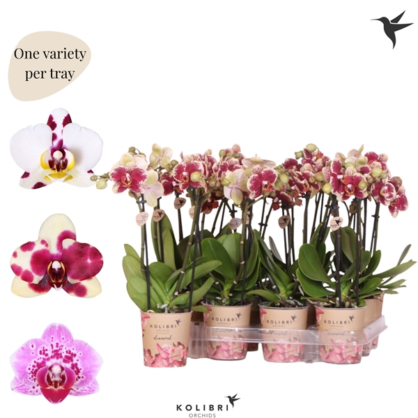 Phalaenopsis Multiflora 2-t Spotty