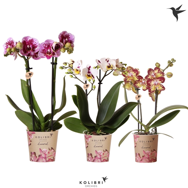Phalaenopsis Multiflora 2-t Spotty Mixtray