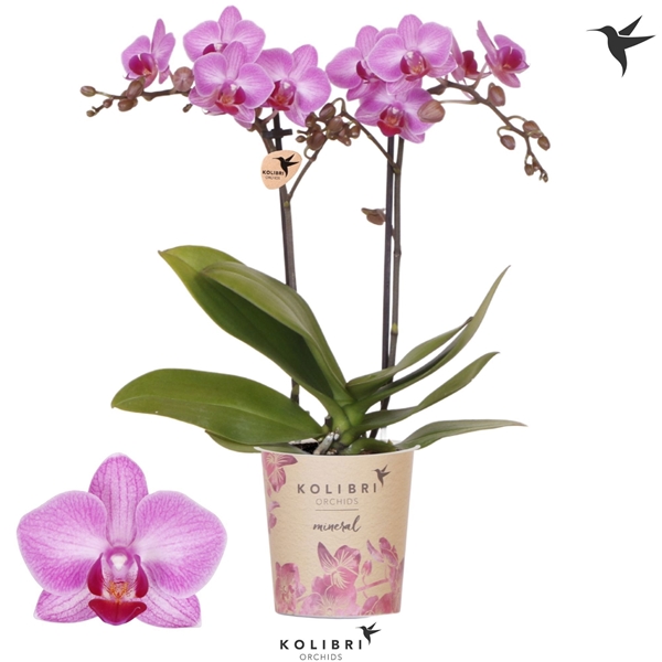 Phalaenopsis Multiflora 2-t Stuttgart