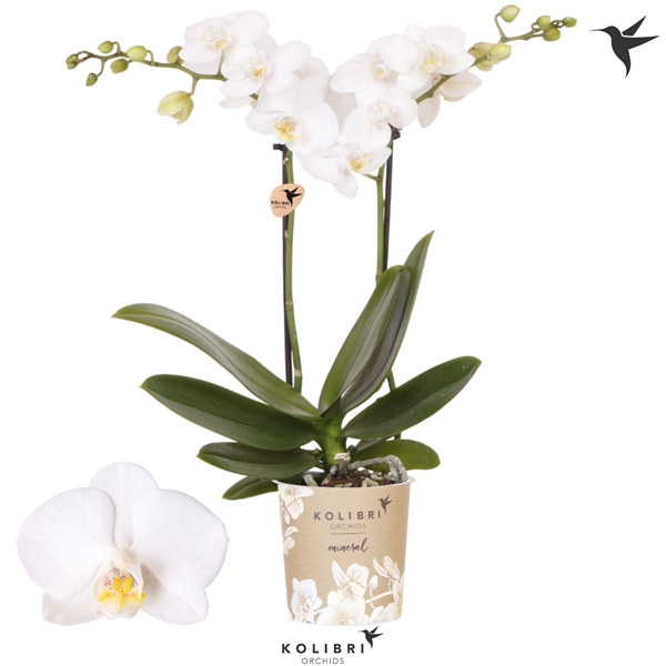 Phalaenopsis Multiflora 2-t Sweden